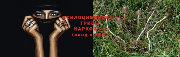 PSILOCYBIN Куйбышев
